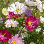 Fleurs - Cosmos Aldebaran - face recto